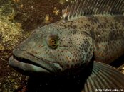 lingcod4.jpg