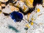 RedSea2012-Photos-4fde91ad.jpg