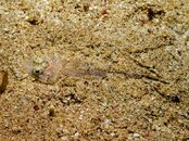 RedSea2012-Photos-4fdf63e8.jpg