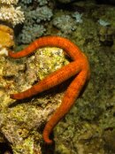 RedSea2012-Photos-4fdf6791.jpg