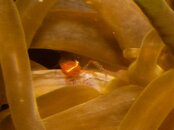 RedSea2012-Photos-4fdebb16.jpg
