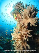 Reef Scene Canon Ixus 980 by Maria Munn.jpg