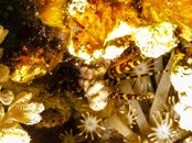 RedSea2012-Photos-4fe2d8da.jpg