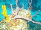 Roatan 059.jpg Roatan 059.jpg