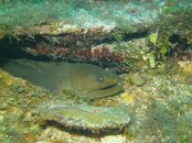 Roatan 088.jpg Roatan 088.jpg