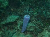 Roatan 036.jpg Roatan 036.jpg