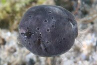 IMG_4882wa hexagonal plates.jpg