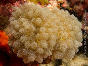 What coral.jpg