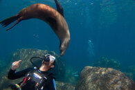 Gael Sea Lion (1 of 1).jpg