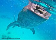 WhaleSharkDealFB070215.jpg