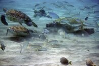 turtles-frenzy-DSC01733-vga.jpg