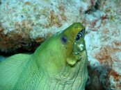 Half Jaw the  Cozumel Moray Eel.jpg