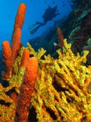 IMG_1129.jpg