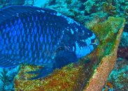 IMG_1145.jpg