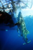 Whale Shark 3 EDT (Copyright Ben Jackson) 72DPI.jpg