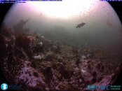 RaceRocksUnderwaterCameraLive_2012-08-22_180834.jpg