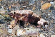 IMG_4004wa hopper.jpg