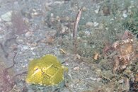 IMG_4221wa pikebob.jpg
