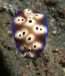 Flatworm04.jpg