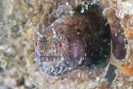 IMG_4788wa fireworm tryst.jpg