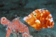 IMG_4950wa.jpg