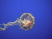 Sea_nettle.jpg Sea_nettle.jpg