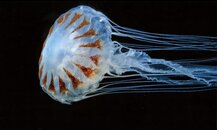 Atlantic Sea Nettle.jpg