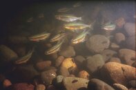 Red-sided Shiners and spawning rocks1.jpg