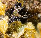 Cleaner shrimp2 (1 of 1).jpg