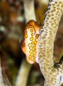 Flamingo tongue night crop (1 of 1).jpg