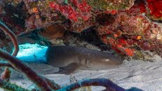 Nurse shark (1 of 1).jpg