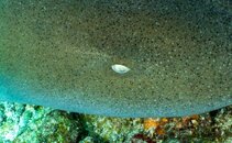 Nurse shark eye (1 of 1).jpg