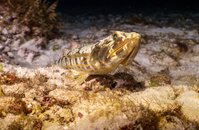 Sand Diver2 (1 of 1).jpg