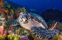 Sea Turtle4 (1 of 1).jpg