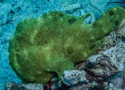 Commerson's Frogfish.jpg