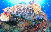 Taveuni Rainbow Reef2.jpg