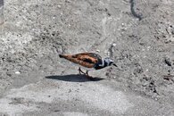 IMG_4391wa.jpg