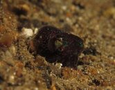 Bobtail squid.jpg