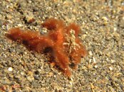 Orangutan crab with a Decorator crab hitchhiker.jpg