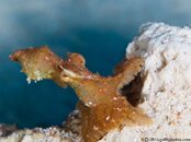 Octopus-CA235694-Edit-L.jpg
