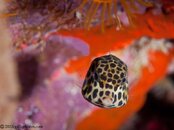 Trunkfish-juvenile-P1223747-L.jpg