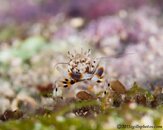 Bumblebee-shrimp-2CA011027-L.jpg