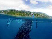 whale shark4-001.jpg