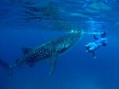 whale shark 3.jpg