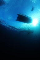 Whale Shark 7 EDT small (Copyright Ben Jackson).jpg