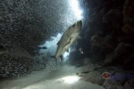 Tarpon3.jpg
