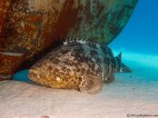 GoliathGrouper-CA138195-Edit-L.jpg