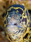 ChainMoray-P3295223-Edit-L.jpg