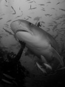 tiger-shark-diver-L.jpg tiger-shark-diver-L.jpg
