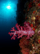 Fiji-20-L.jpg Fiji-20-L.jpg